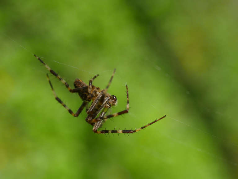 Araignée sur sa toile