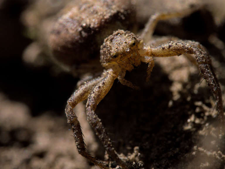 Misumena vatia
