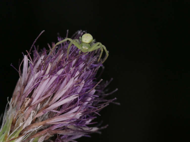 Diaea dorsata