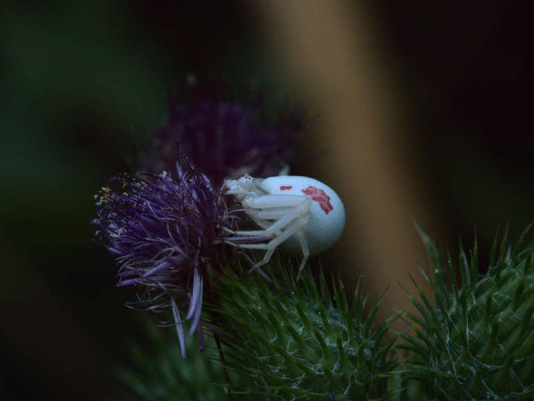 Misumena vatia